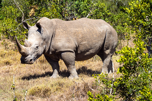 africa 2022 kenya safari travel rhino laikipia eastafrica june