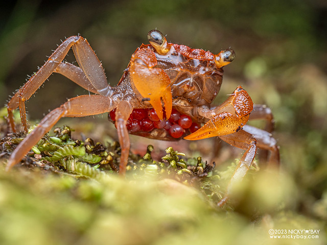 Vampire crab (Geosesarma sp.) - P7052669