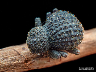 Darkling beetle (cf. Malaysphena sp.) - P7052541