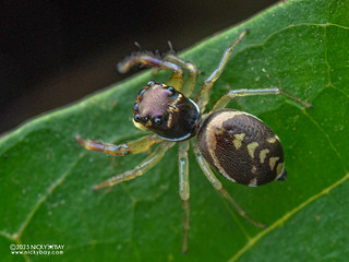 Jumping spider (Foliabitus sp.) - P7052434