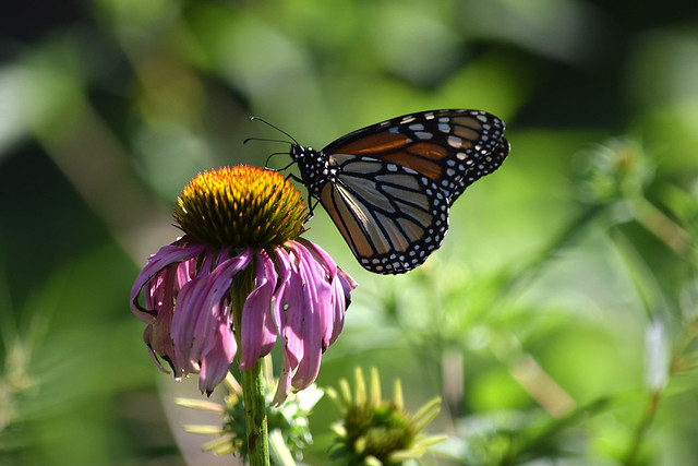 Monarch  on Eastern Purple Coneflower