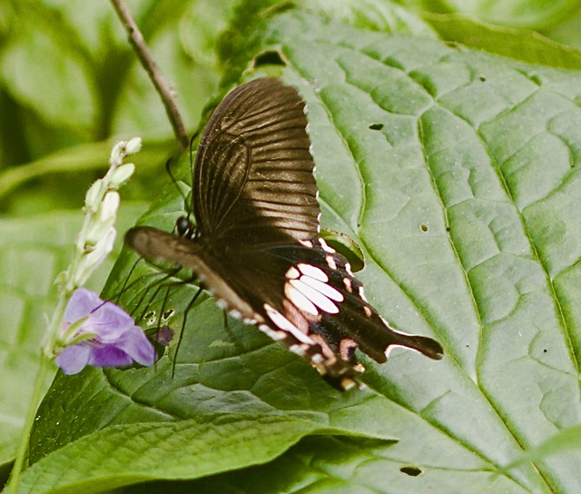 ecosystem/fauna/Common Mormon(Papilio polytes romulus) female