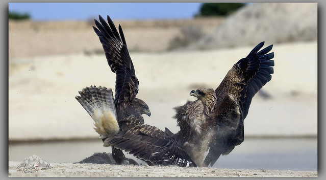 Battle between Common Buzzard and Black Kite