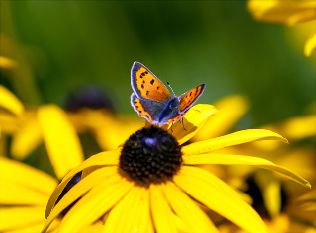 Small Copper Butterfly on Rudbeckia