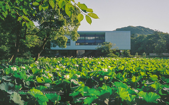 kamakura, filmed with Kodak Portra 400, summer, lotus flowers, cool early in the morning,  It's my favorite film,  original 4K, no people, new, my best, thanks, japan /