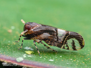 Planthopper (Cixiidae) - P7052568