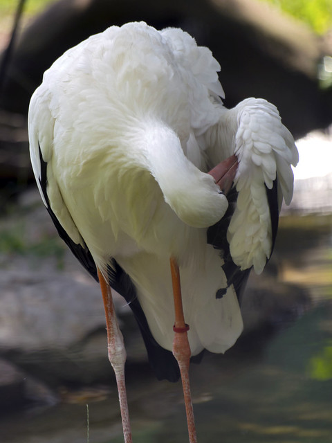 Memphis Zoo 08-28-2014 - White Stork 2