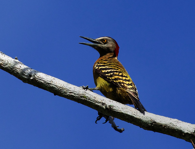 West Indian Woodpecker_Melanerpes superciliaris_Ascanio_DR_DZ3A8035