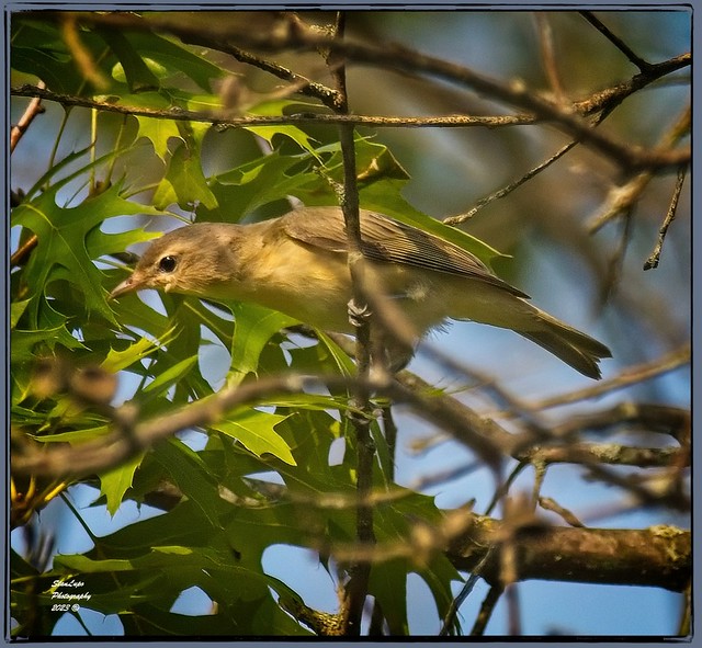 Warbling Vireo 1 7_20_23