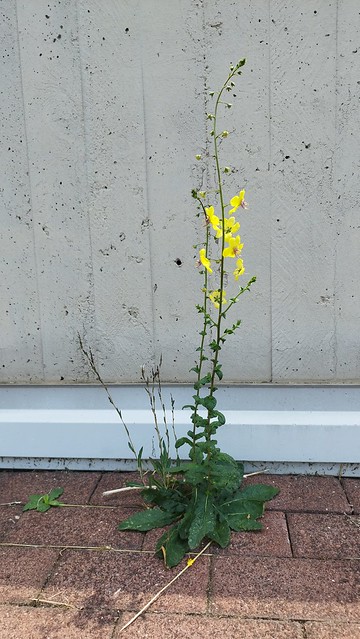 Il fiore nel cemento... [explored]