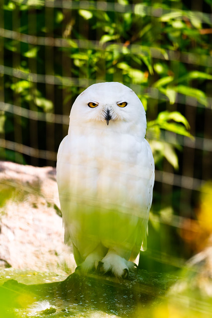 Tunturipöllö Snowy Owl
