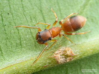 Ant-mimic jumping spider (Myrmarachne sp.) - P7052428