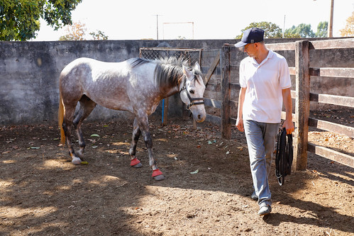 Produtores rurais do PAD-DF são capacitados para domar cavalos