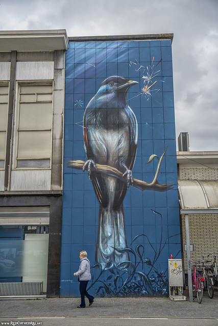 Bird art Hasselt by Collin van der Sluijs