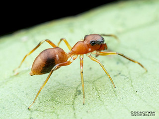 Ant-mimic jumping spider (Myrmarachne sp.) - P7052430