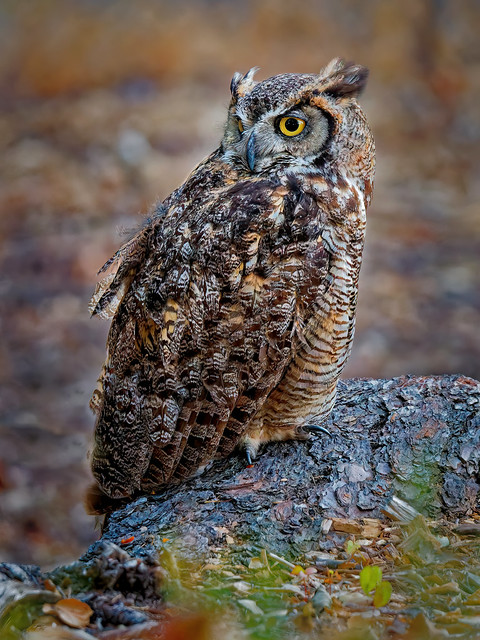Owl on a Pine Stump
