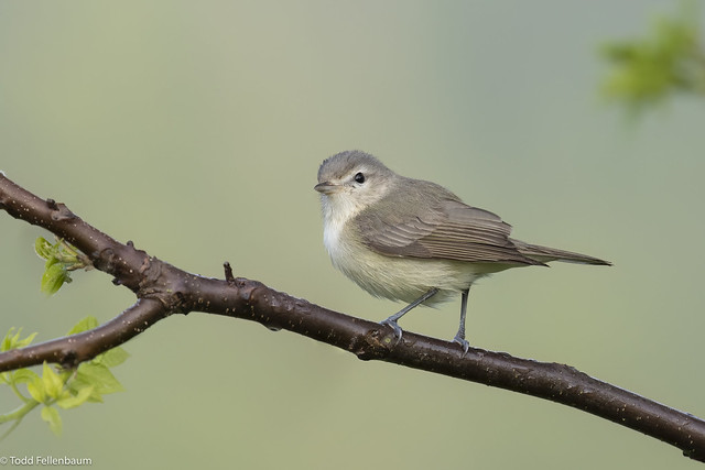 L0A9414-Warbling Vireo