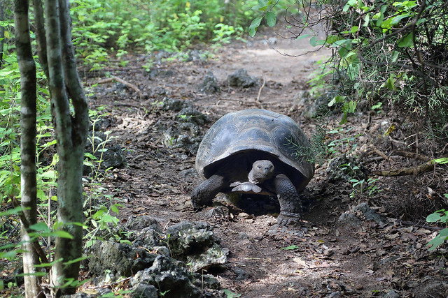 Isabela Giant Tortoise
