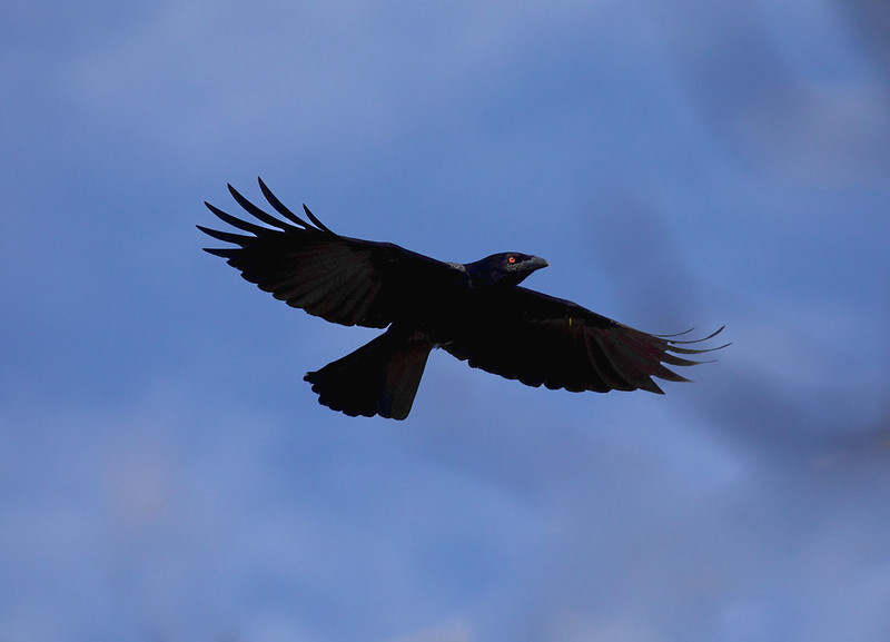 White-necked Crow_Corvus leucognaphalus_Ascanio_DR_DZ3A8024