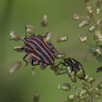 stripy bug