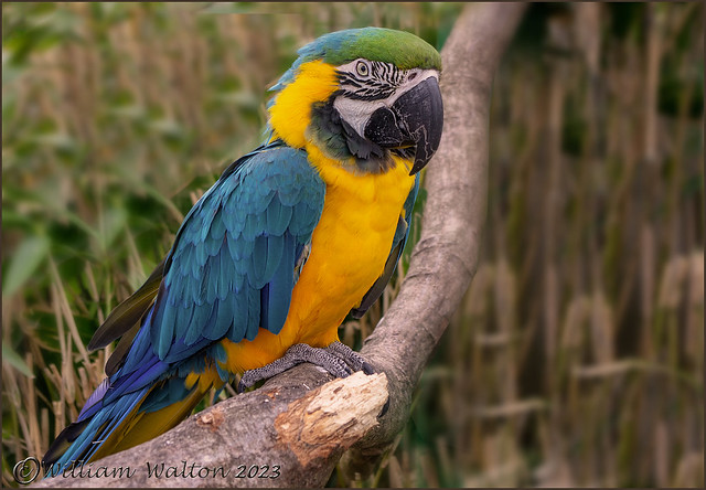 Blue&Yellow Macaw