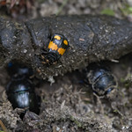 carrion beetle at work