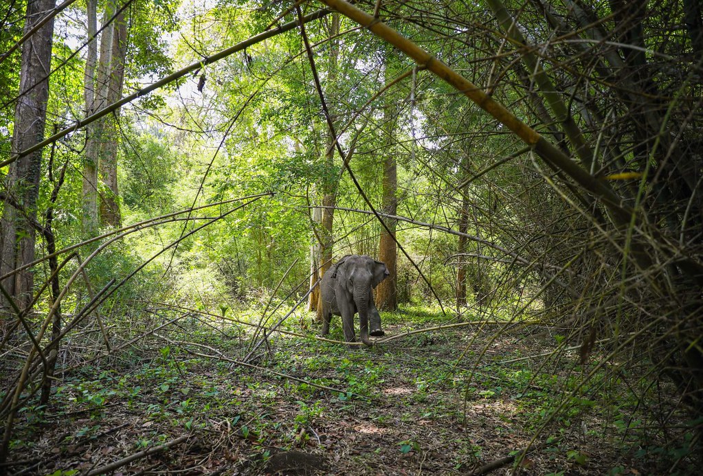 圖：一頭亞洲象正在越南那屯國家公園內款款而行。這頭大象有40多歲，也是亞洲動物基金解救的。圖片來源：安東·L·德爾加多