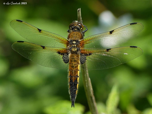 4-spotted chaser