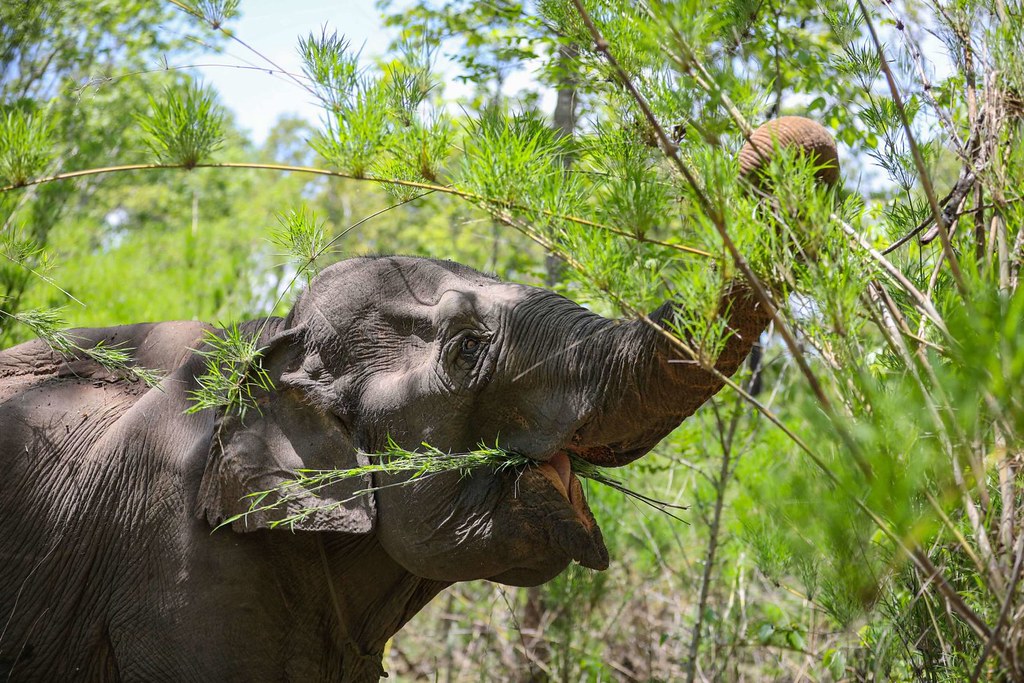 圖：越南那屯國家公園，亞洲動物基金解救的一頭亞洲象正在覓食。大象每天可以吃掉多達150公斤的植物。圖片來源：安東·L·德爾加多