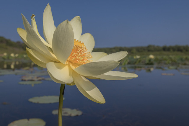 American Lotus (Nelumbo lutea) - Minnesota's Largest Native Flower