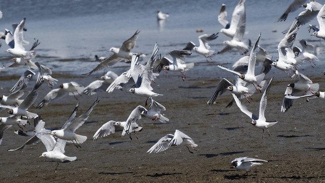 Chaos and hecticness in a swarm of Black-headed Gulls.