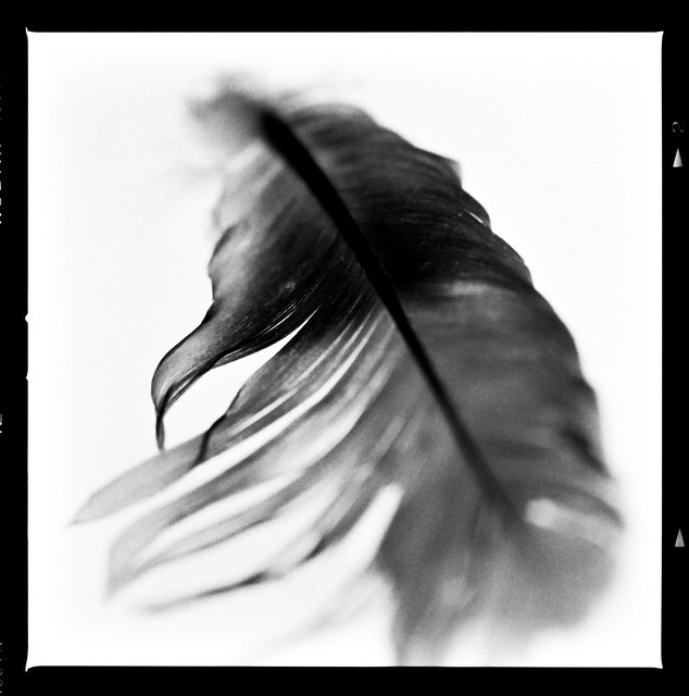 Feather - Study 2