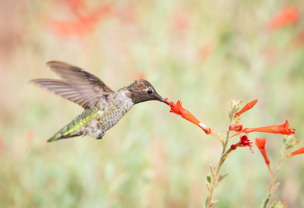 Hummingbird and Fuchsia 2
