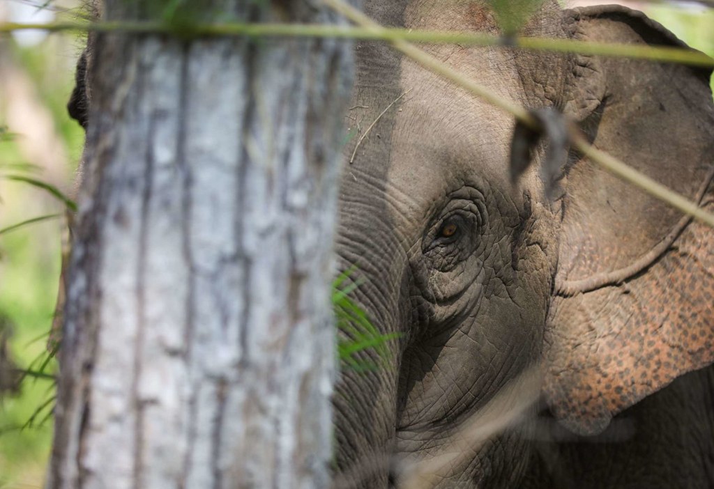 一頭獲救的亞洲象正在越南中北部的那屯國家公園（Yok Don National Park）內覓食，這裡生活著越南最後的野生象群之一。 圖片來源：安東· L·德爾加多