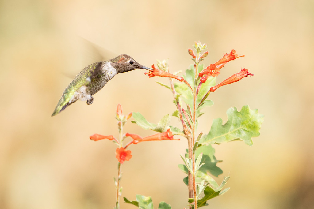 Hummingbird and Fuchsia 1