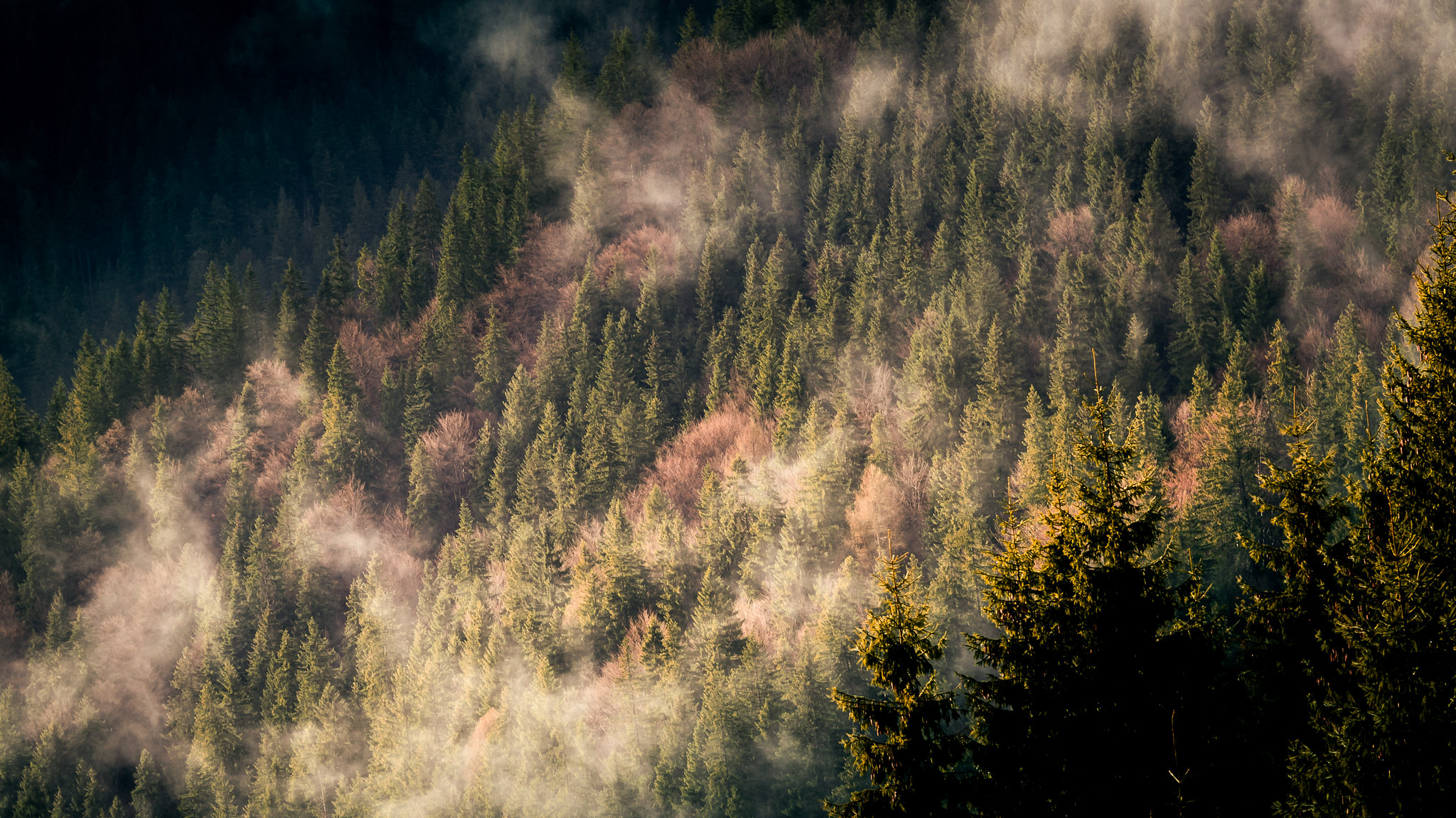 Rising mist above the forest.