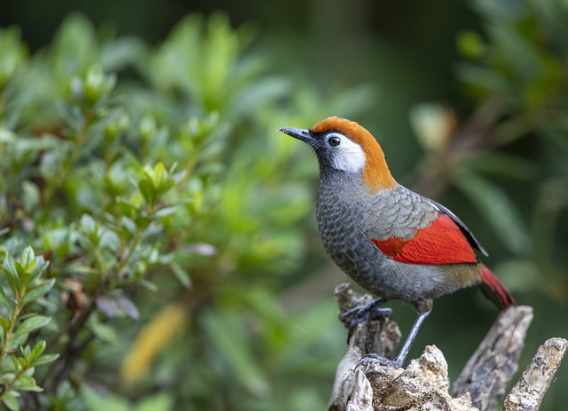 Red tailed laughingthrush