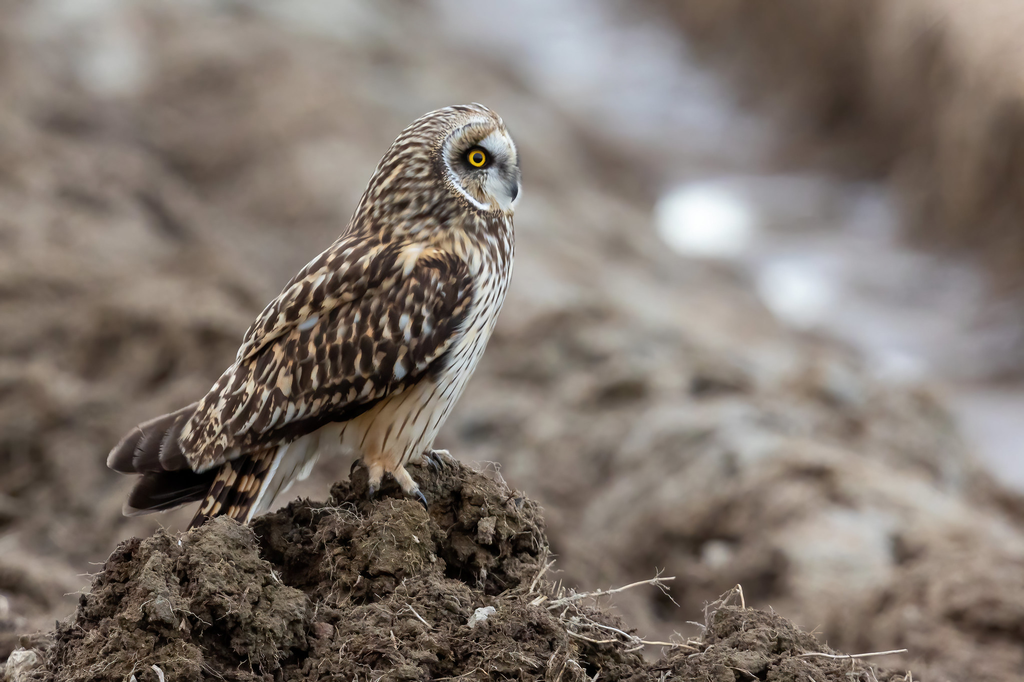 Short-eared Owl - North Sweden Birds of Prey