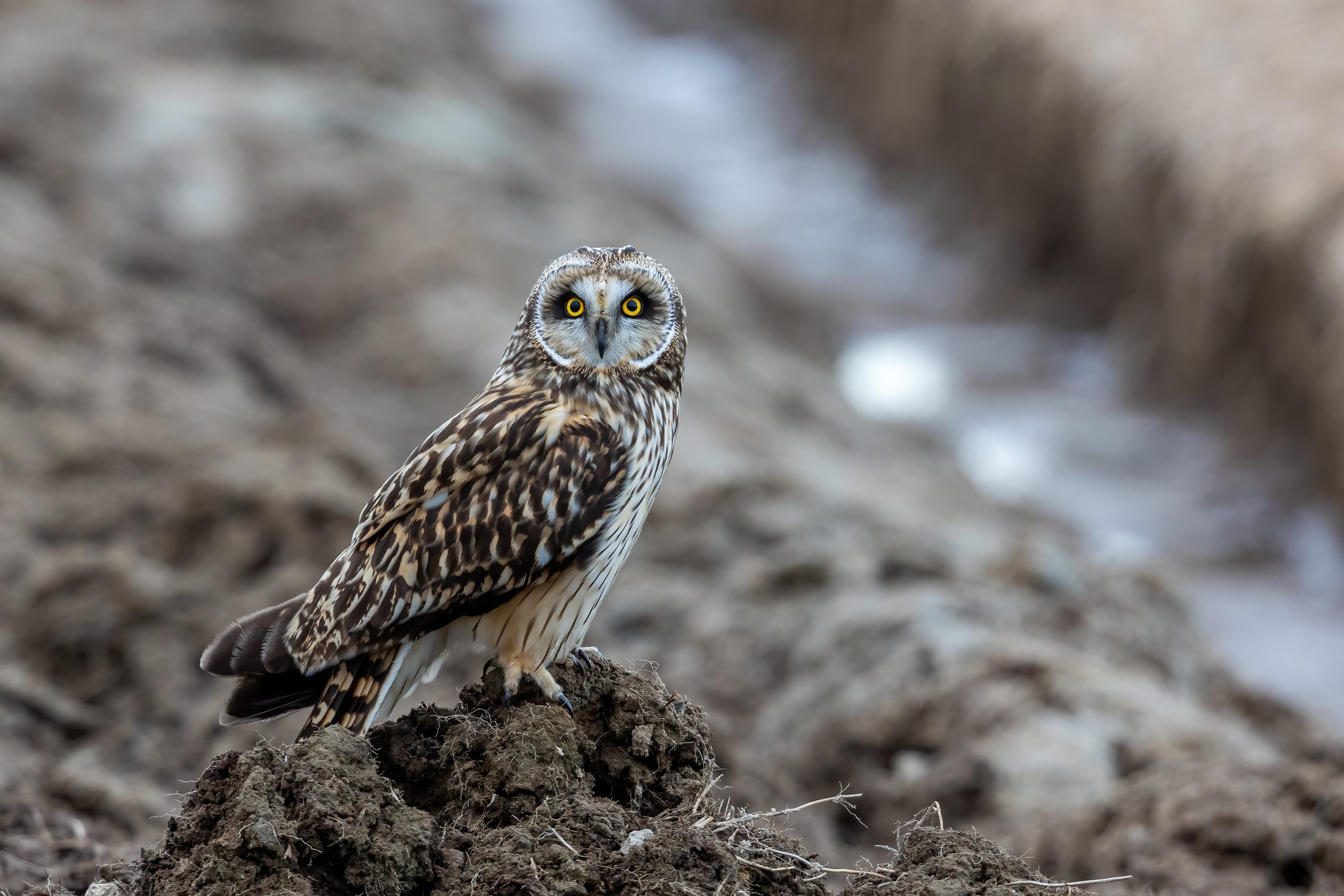 Short-eared Owl - North Sweden Birds of Prey