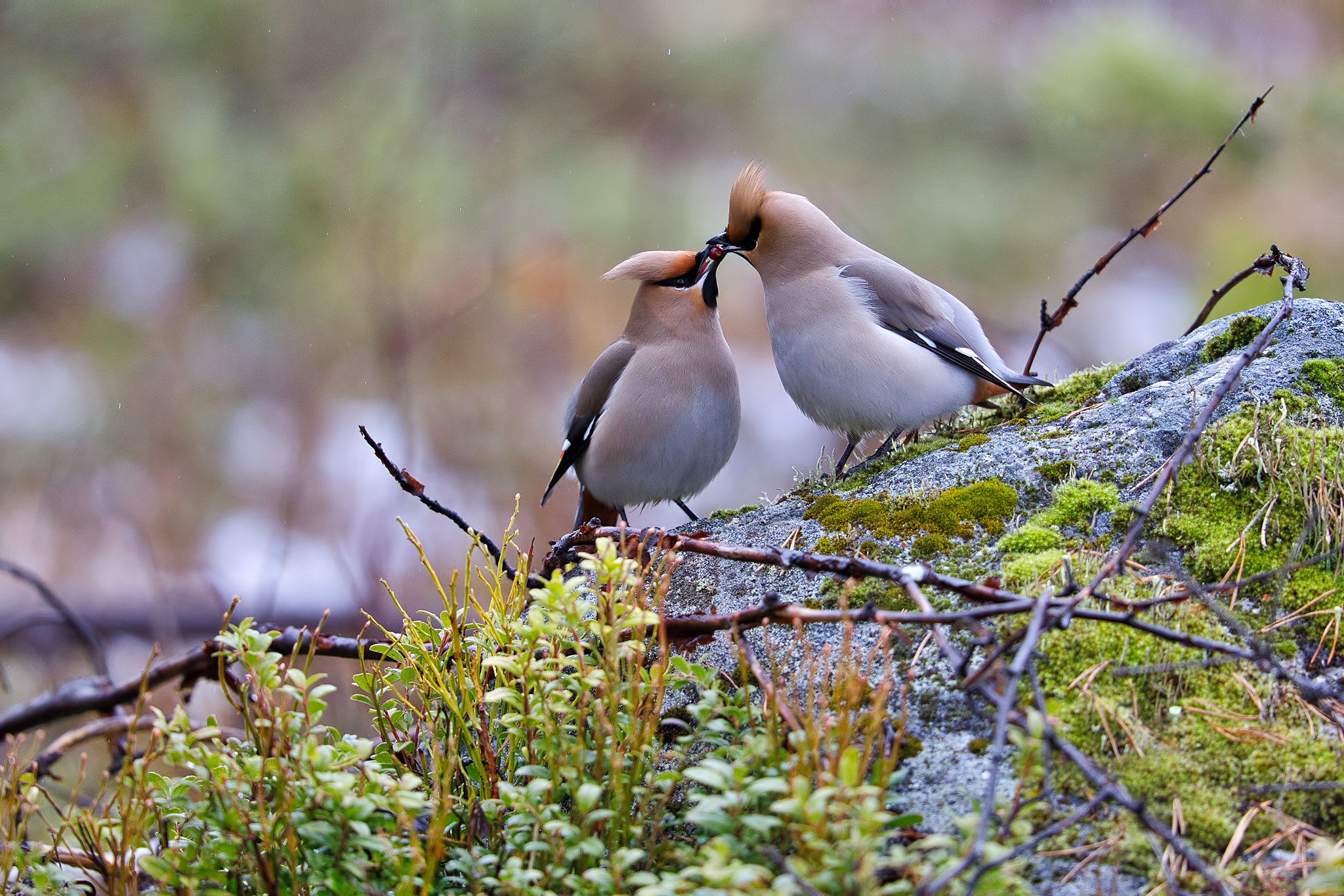 Waxwing - Birds in Arctic summer, Sweden