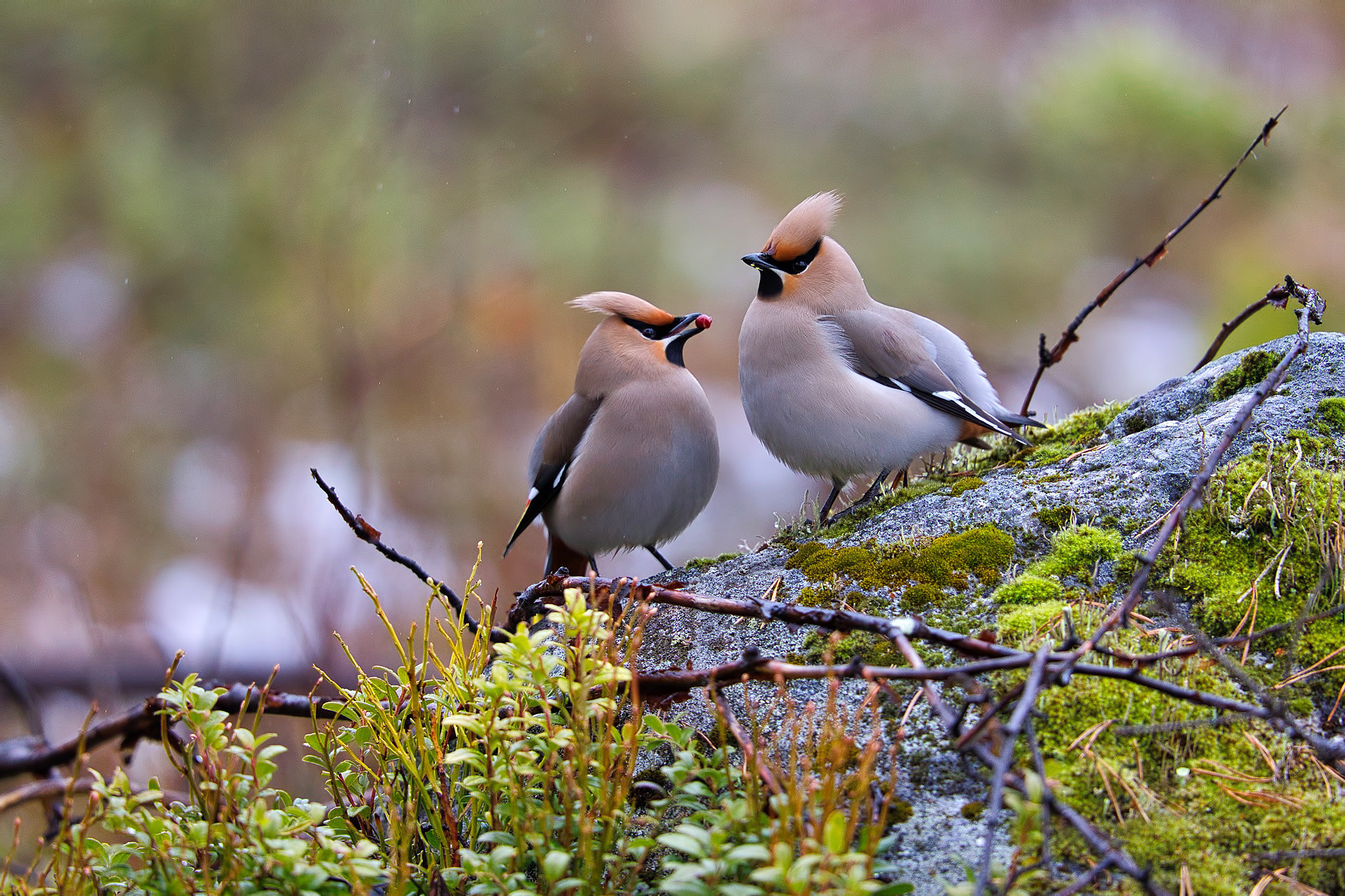 Waxwing - Birds in Arctic summer, Sweden