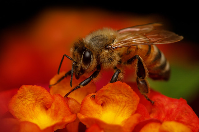 Honeybee at Rest