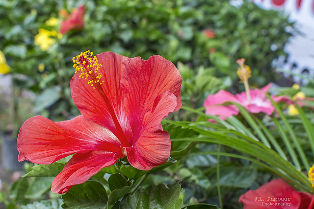 Red Hibiscus (Hibiscus rosa-sinensis) - Lebanon, Tennessee