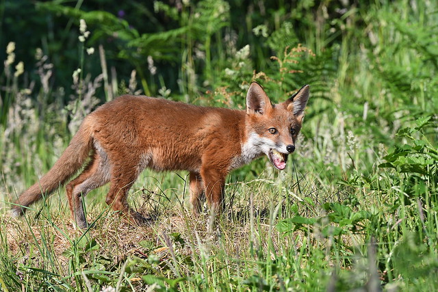 Scotch Fox