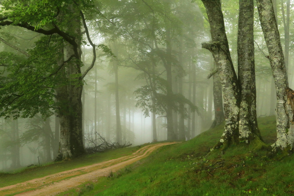 Path in the beech forest with mists