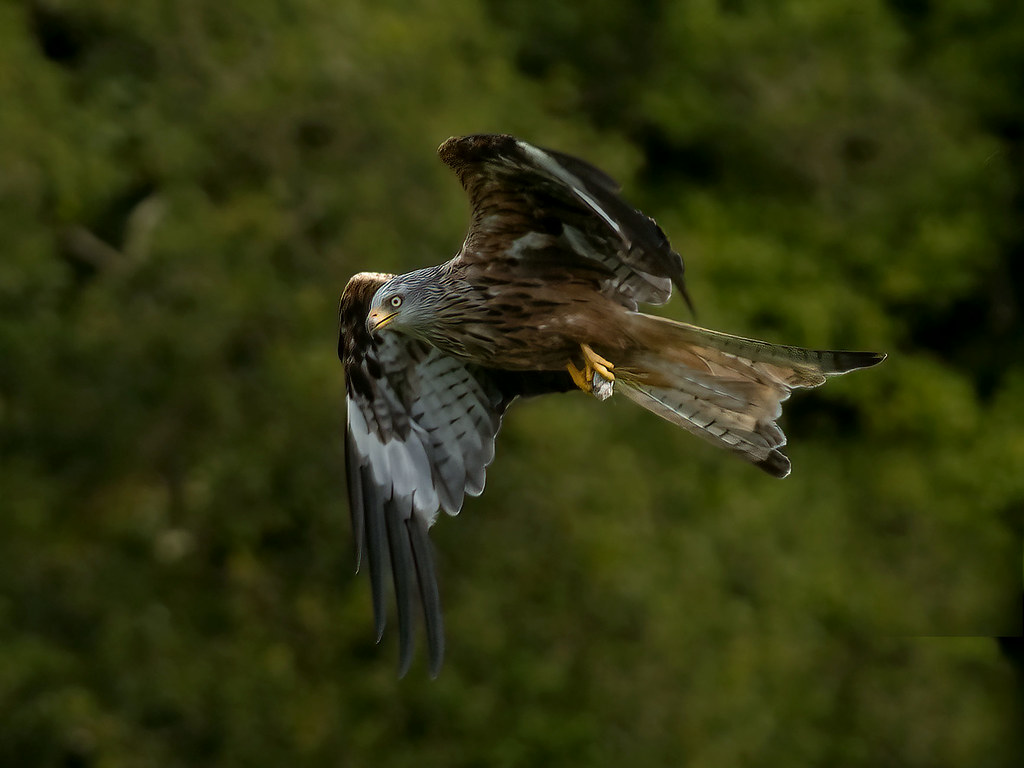 Red Kite (Milvus milvus) in flight clutching prey