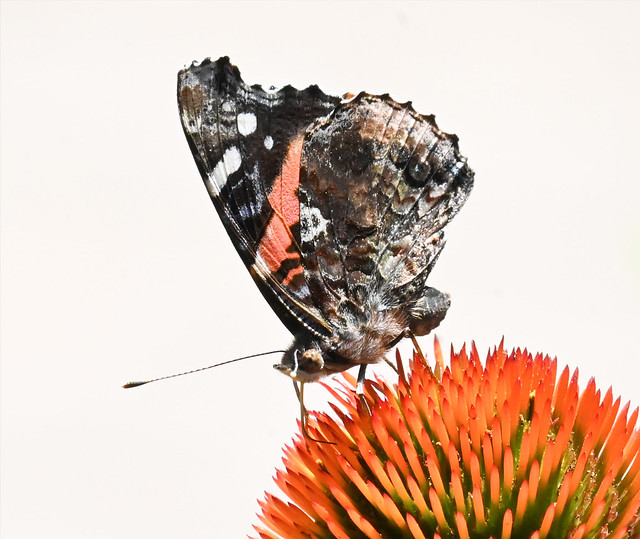 RED ADMIRAL echinacea