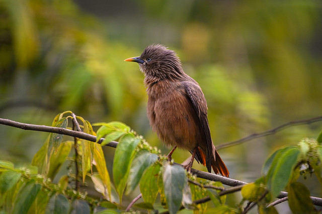 Chestnut-tailed starling  ।  কাঠ শালিক  ।