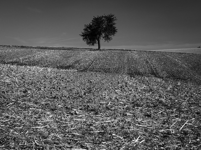 Tree and stubble field