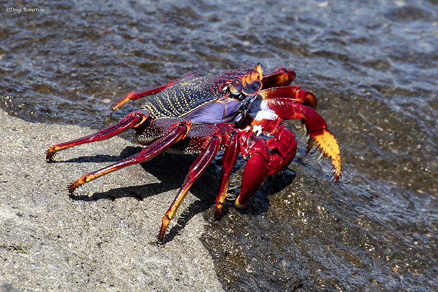Moorish Crab or Red Crab (Grapsus adscensionis)
